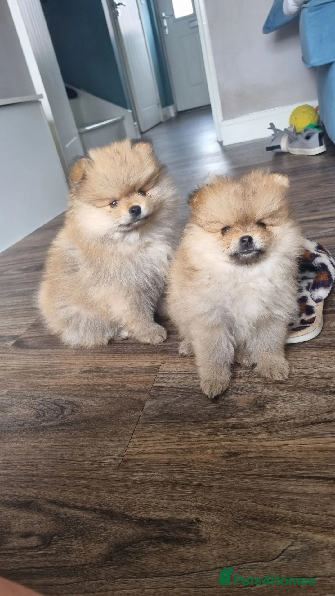Pomeranian dogs for sale: One orange sable left 🧡 KC - Chiao li ya lines 🫅 - Advert 2