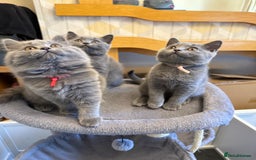 British Shorthair cats for sale: Stunning British ShortHair kittens GCCF registered - Image 11