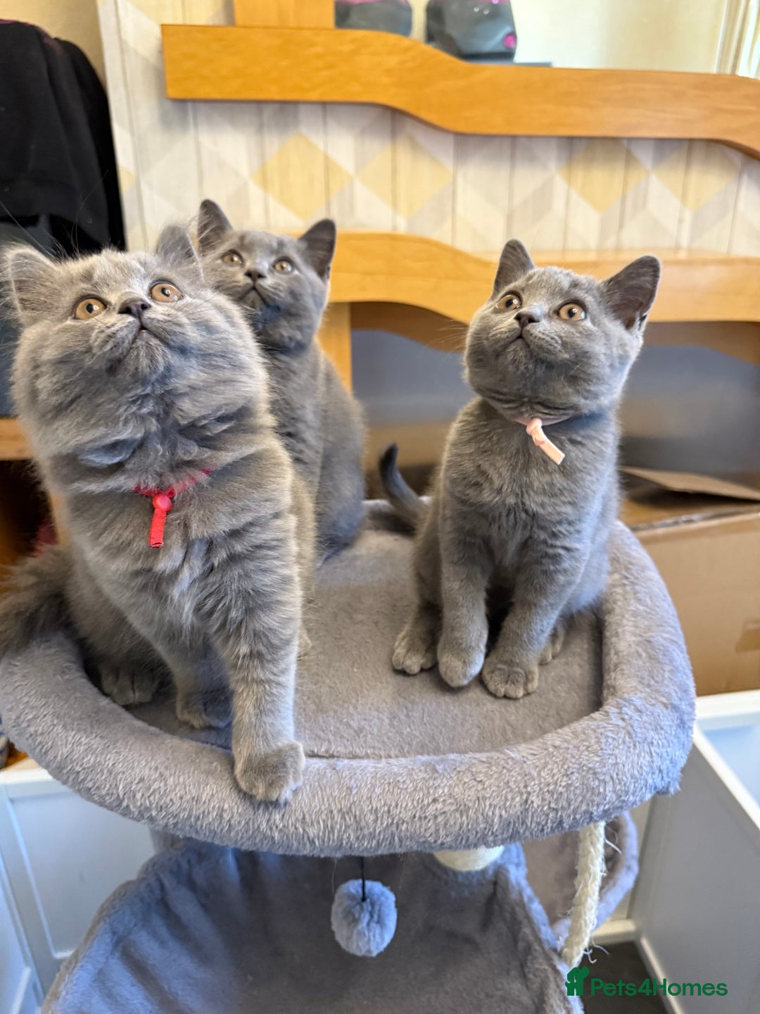 British Shorthair cats for sale: Stunning British ShortHair kittens GCCF registered - Image 11