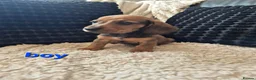 Dachshund dogs for sale: Kc dachshund puppies! - Advert 24
