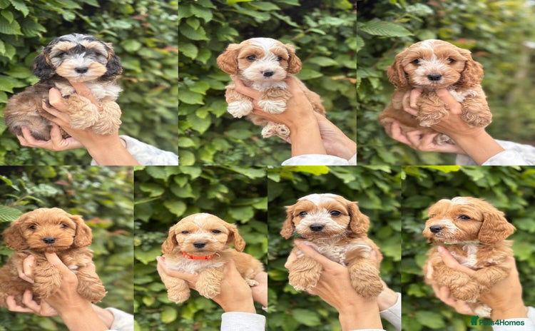 Cockapoo dogs - Advert 14