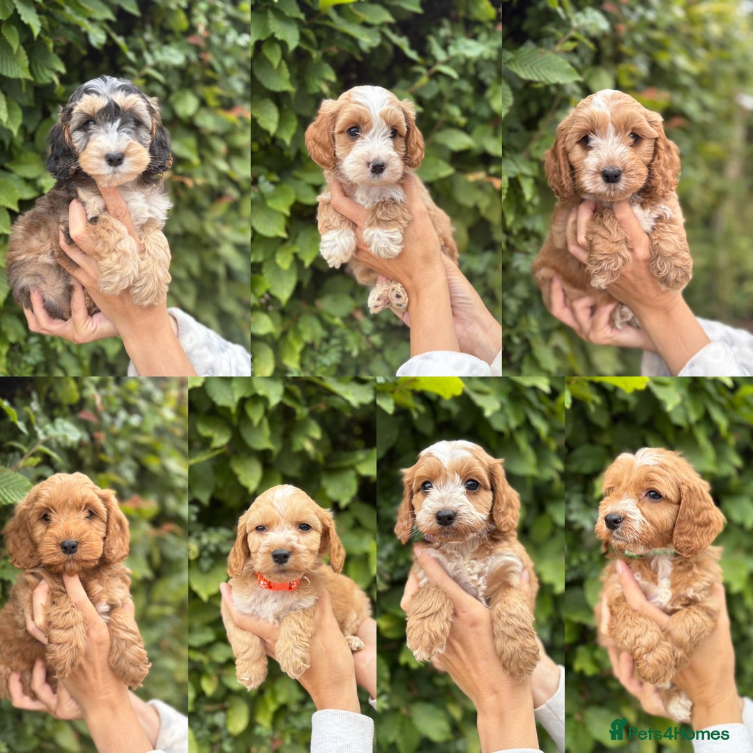 Cockapoo dogs for sale: Adorable F1 Cockapoo puppies - Image 1