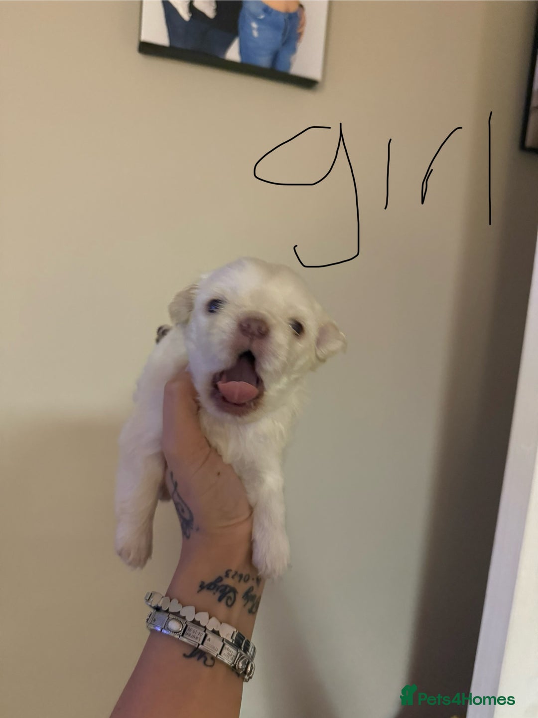 Pug dogs for sale: fluffy pug puppies  - Advert 21