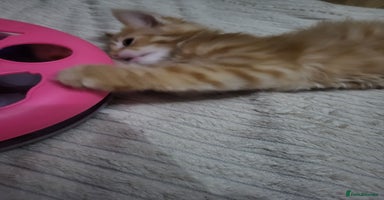 Mixed Breed cats - Advert 3