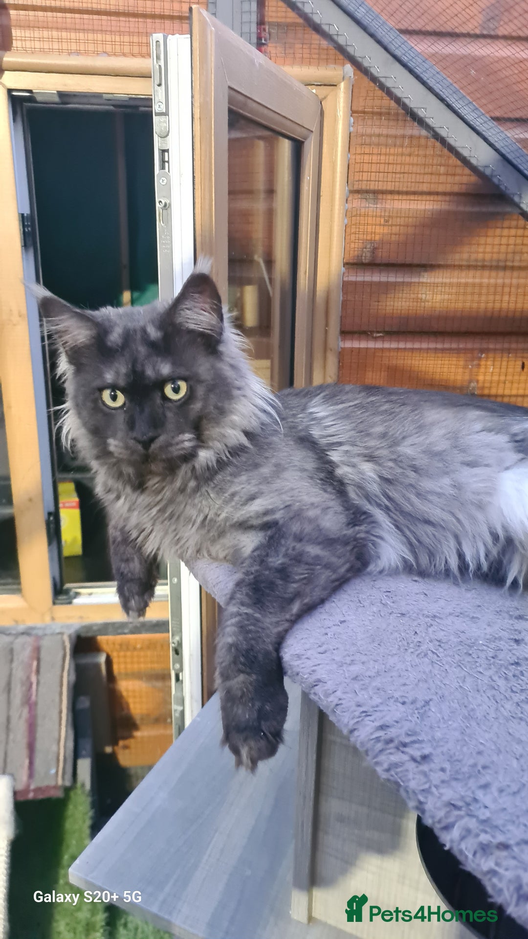 Maine Coon cats for sale: Main coons - Image 3