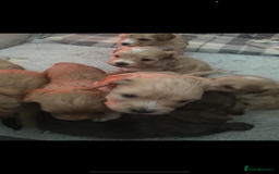 Cockapoo dogs for stud: Mr Bailey  - Image 7