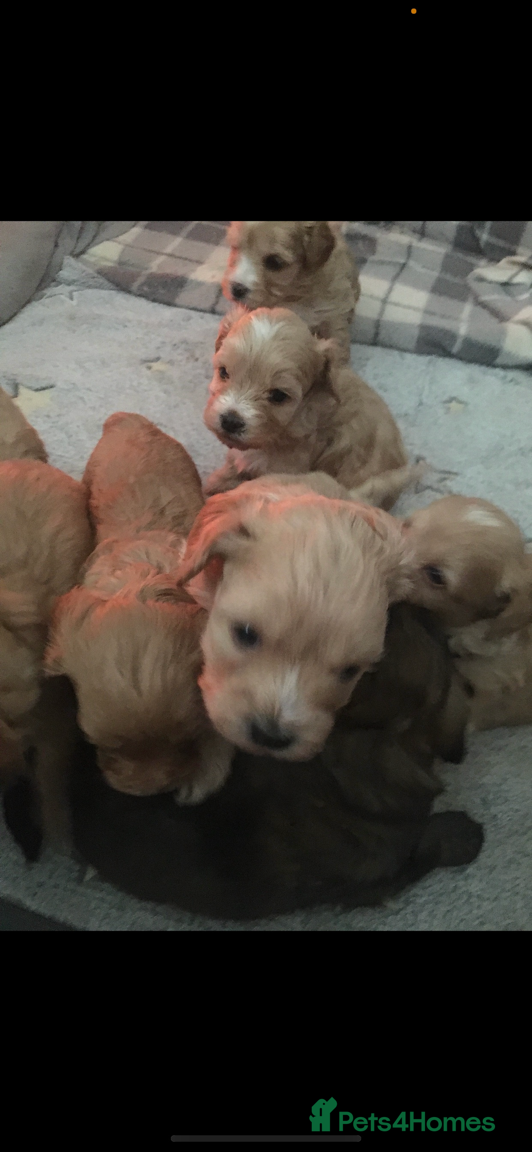 Cockapoo dogs for stud: Mr Bailey  - Image 7