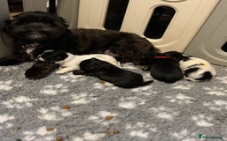 Lhasa Apso dogs for sale: Stunning kc registered Lhasa apso pups - Image 15