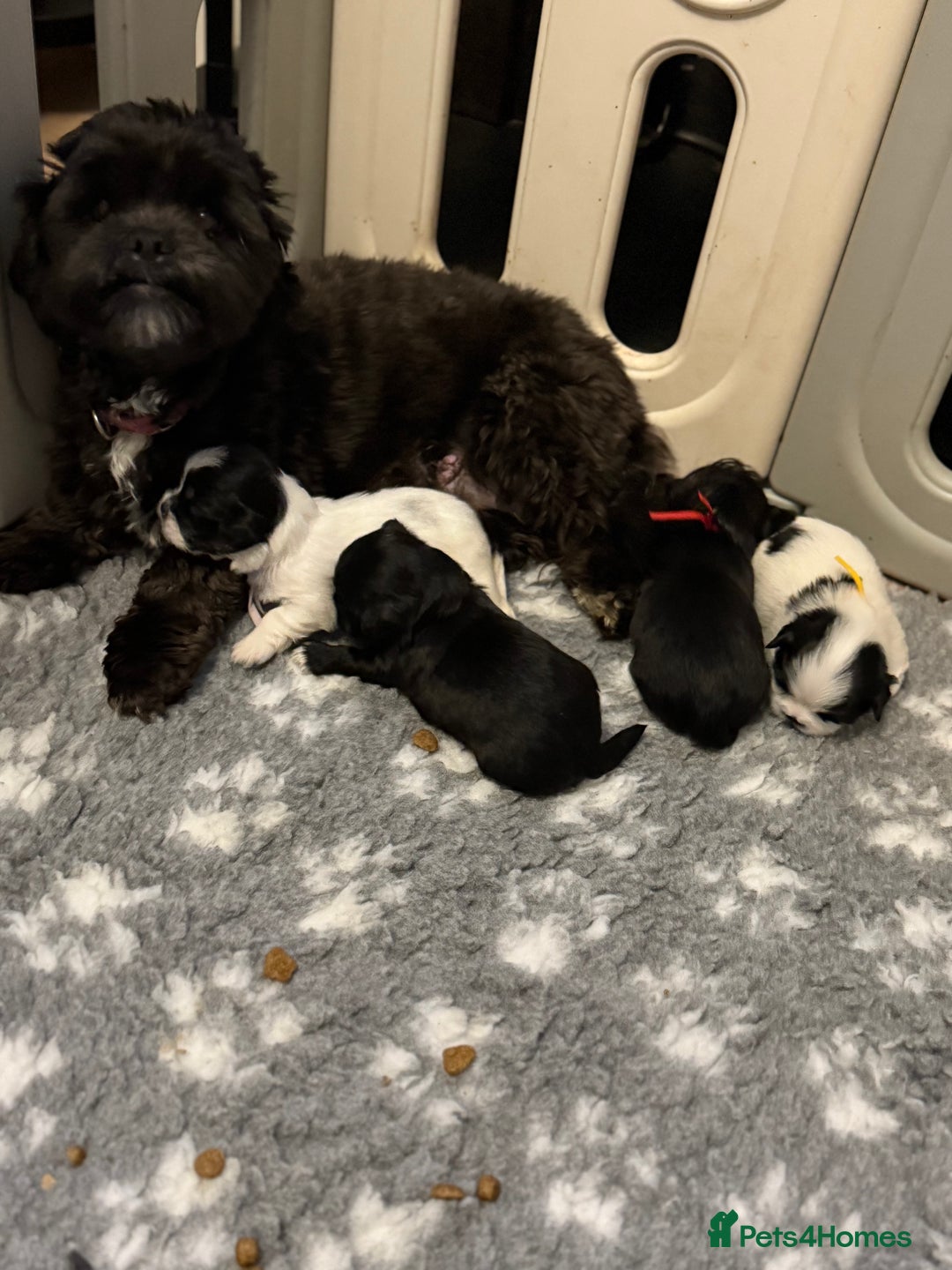 Lhasa Apso dogs for sale: Stunning kc registered Lhasa apso pups - Image 15
