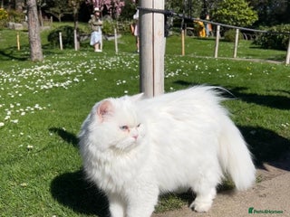 Persian cats in London - Advert 19
