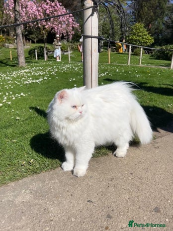 Persian cats Beautiful pure Persian FOR STUD in London - Advert 6