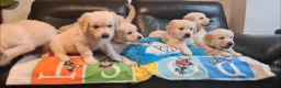 Golden Retriever dogs for sale: Beautiful Golden Retriever Puppies - Advert 5