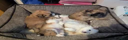 Pomeranian dogs for sale: Beautiful Pomeranian Puppies Ready Now in Nottingham - Advert 10