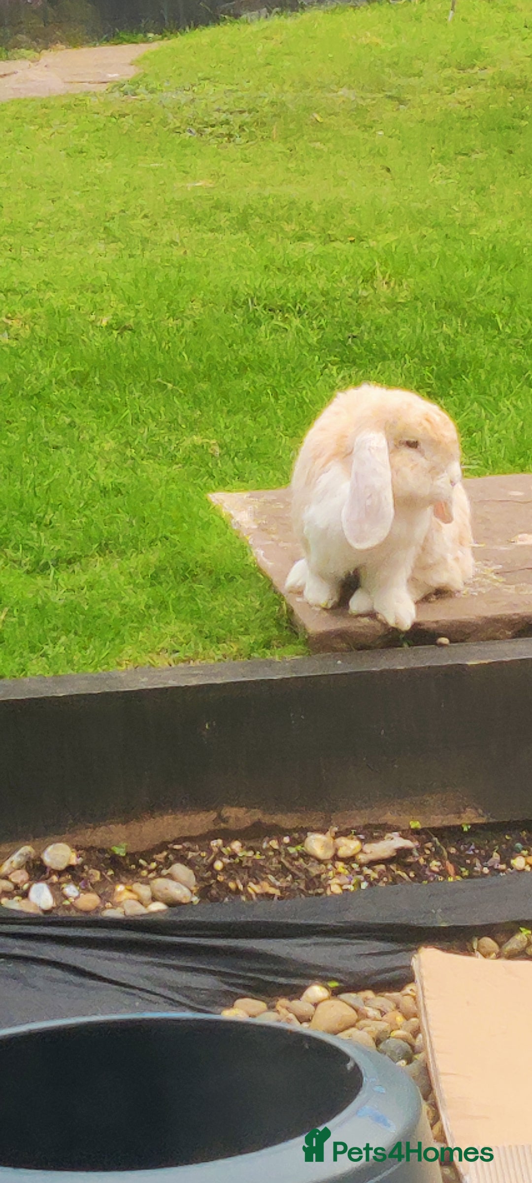 French Lop rabbits for sale: Neutered male french lop - Image 1