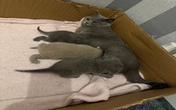 British Shorthair cats for sale: Gorgeous purebred British shorthair kittens - Image 14