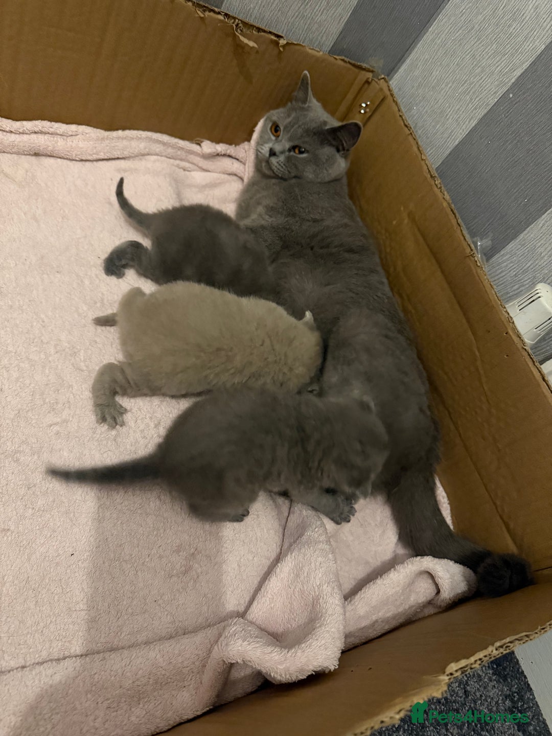 British Shorthair cats for sale: Gorgeous purebred British shorthair kittens - Image 14
