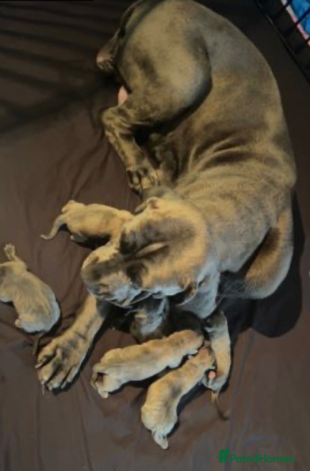Cane Corso dogs Beautiful Last Male Pup - Advert 1