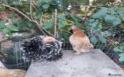 Hens poultry for sale: 4 MIXED PUREBRED HENS - Image 1