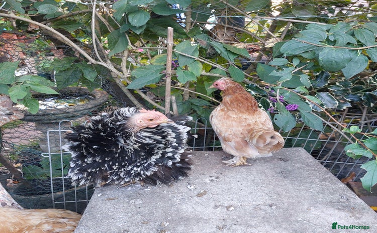 Hens poultry - Advert 4