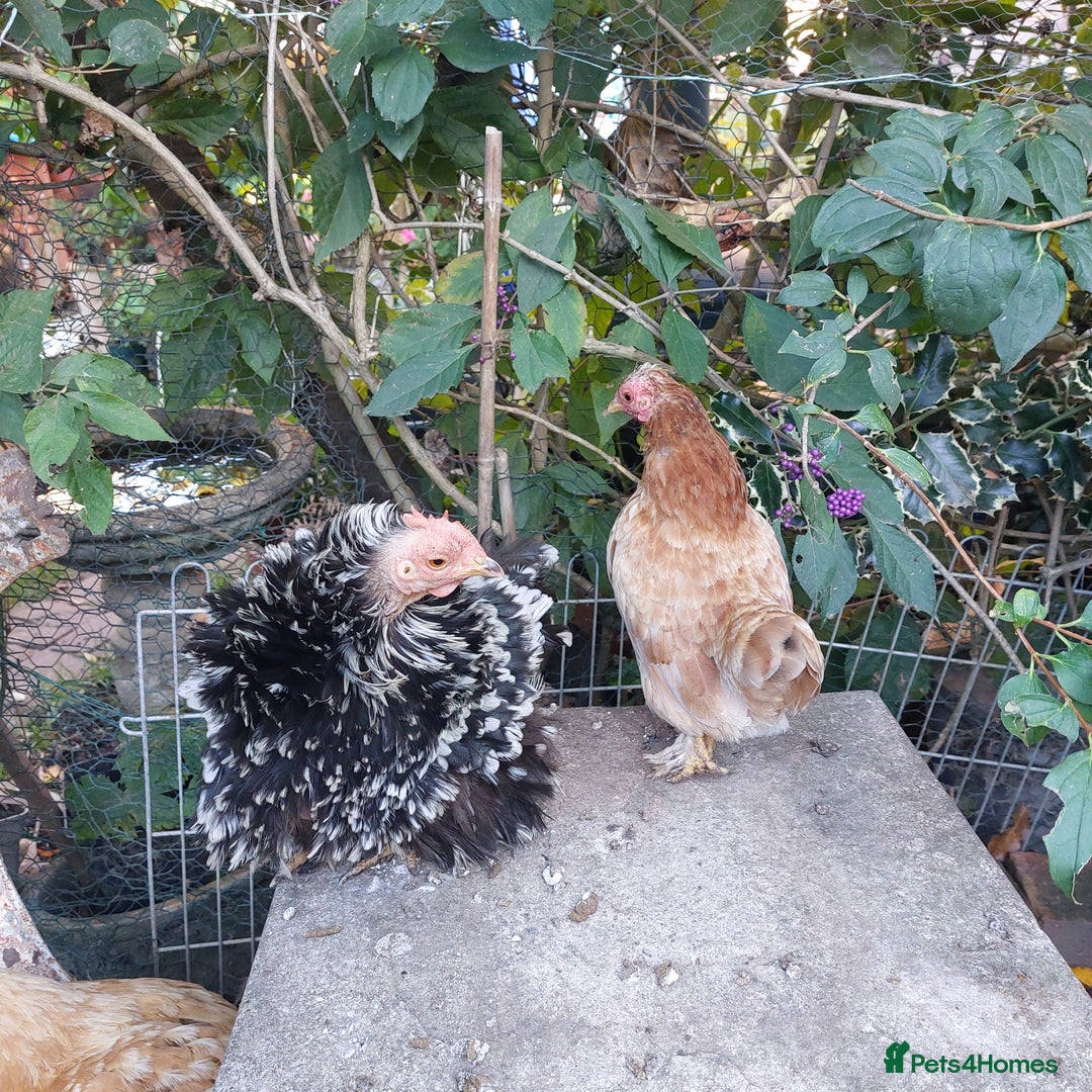Hens poultry for sale: 4 MIXED PUREBRED HENS - Image 1