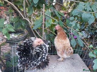 Hens poultry - Advert 3