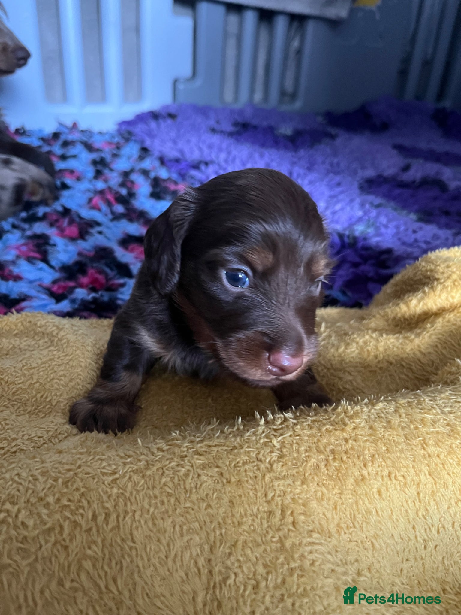 Dachshund dogs Longhaired miniature dachshund - Advert 14