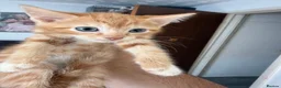 Domestic Shorthair cats for sale: Adorable Kittens Looking for Loving Homes in Willenhall - Advert 5