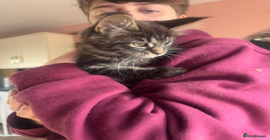 Maine Coon cats - Advert 2