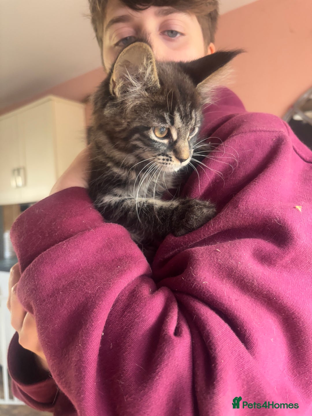 Maine Coon cats for sale: Last little girl left - Ready Now - Image 2