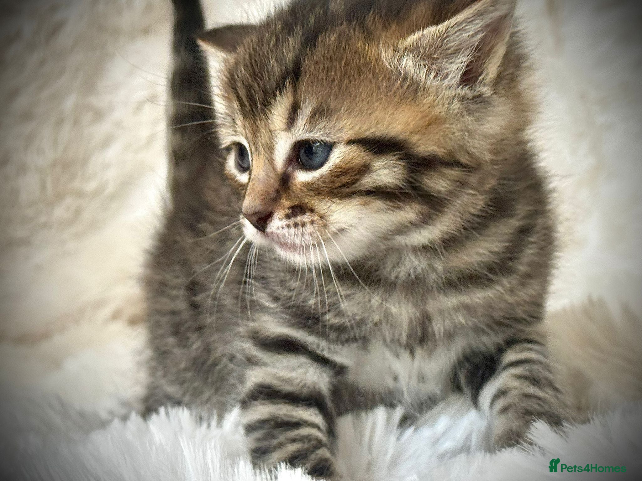 Mixed Breed cats 🐾 Beautiful Baby Kittens - Ragdoll x Bengal 🐾 - Advert 2