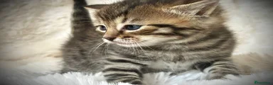 Bowser