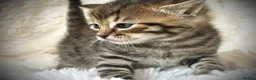 Mixed Breed cats for sale: 🐾 Beautiful Baby Kittens - Ragdoll x Bengal 🐾 - Advert 2