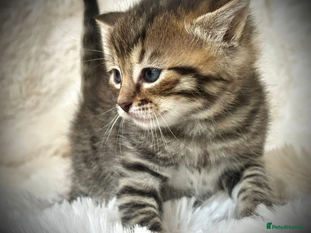 Mixed Breed cats for sale: 🐾 Beautiful Baby Kittens - Ragdoll x Bengal 🐾 - Advert 2