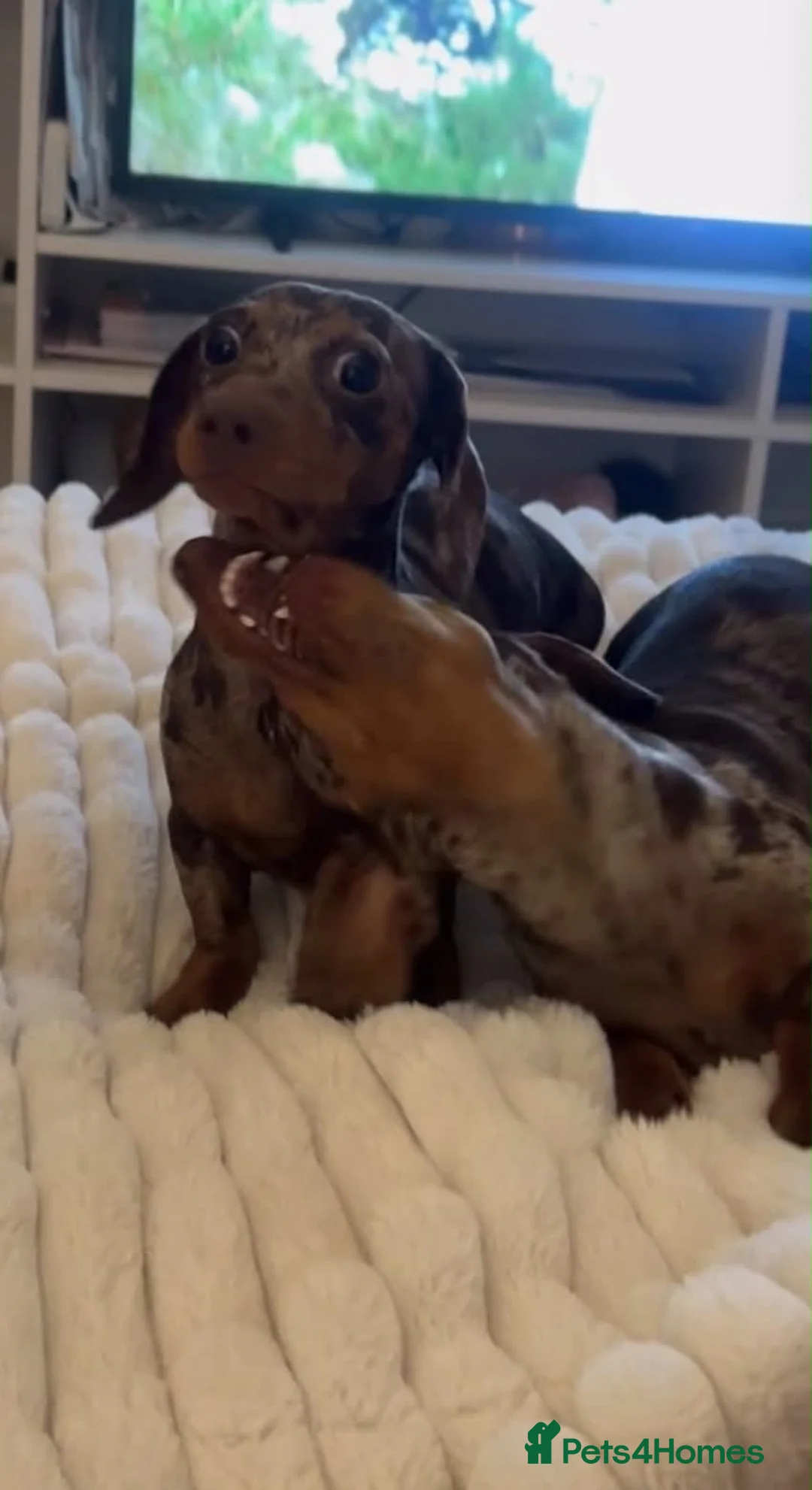 Miniature Dachshund dogs for sale: A pair 1 year old miniature dachshund with papers  - Advert 2