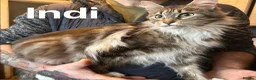 Maine Coon cats for sale: TICA Registered Maine Coon Kittens - Advert 6