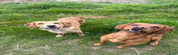 Cockerdor dogs for stud: Gorgeous cockerdor FOR STUD - Advert 7