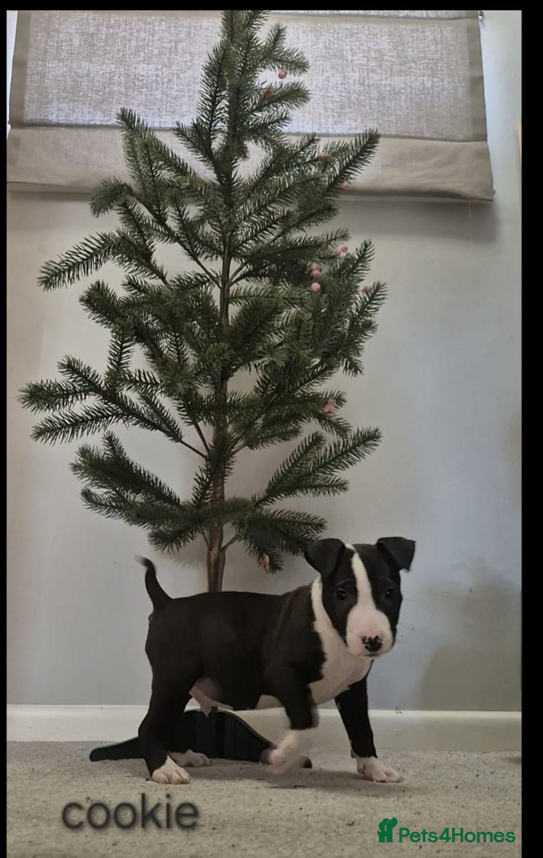 Mixed Breed dogs for sale: Staffordshire Bullterrier cross bullterrier - Advert 6