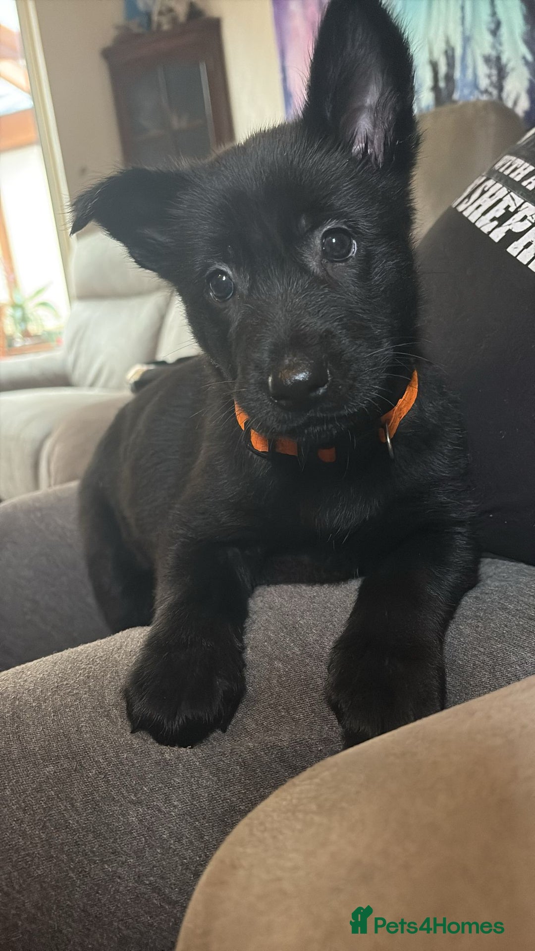 German Shepherd dogs for sale: German Shepard mainly black  - Advert 1