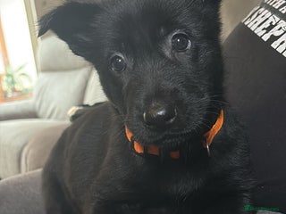 German Shepherd dogs German Shepards mainly black - Advert 5