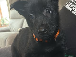 German Shepherd dogs German Shepard mainly black - Advert 9