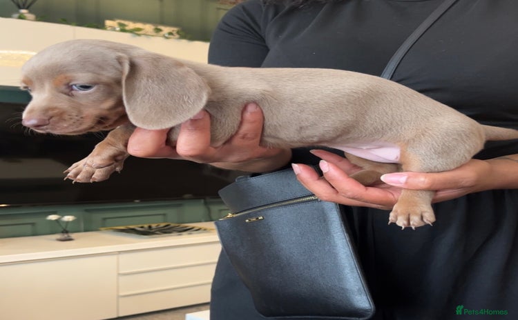 Miniature Dachshund dogs - Advert 11