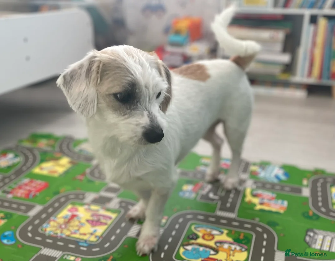 Mixed Breed dogs for sale: Bella - Advert 5