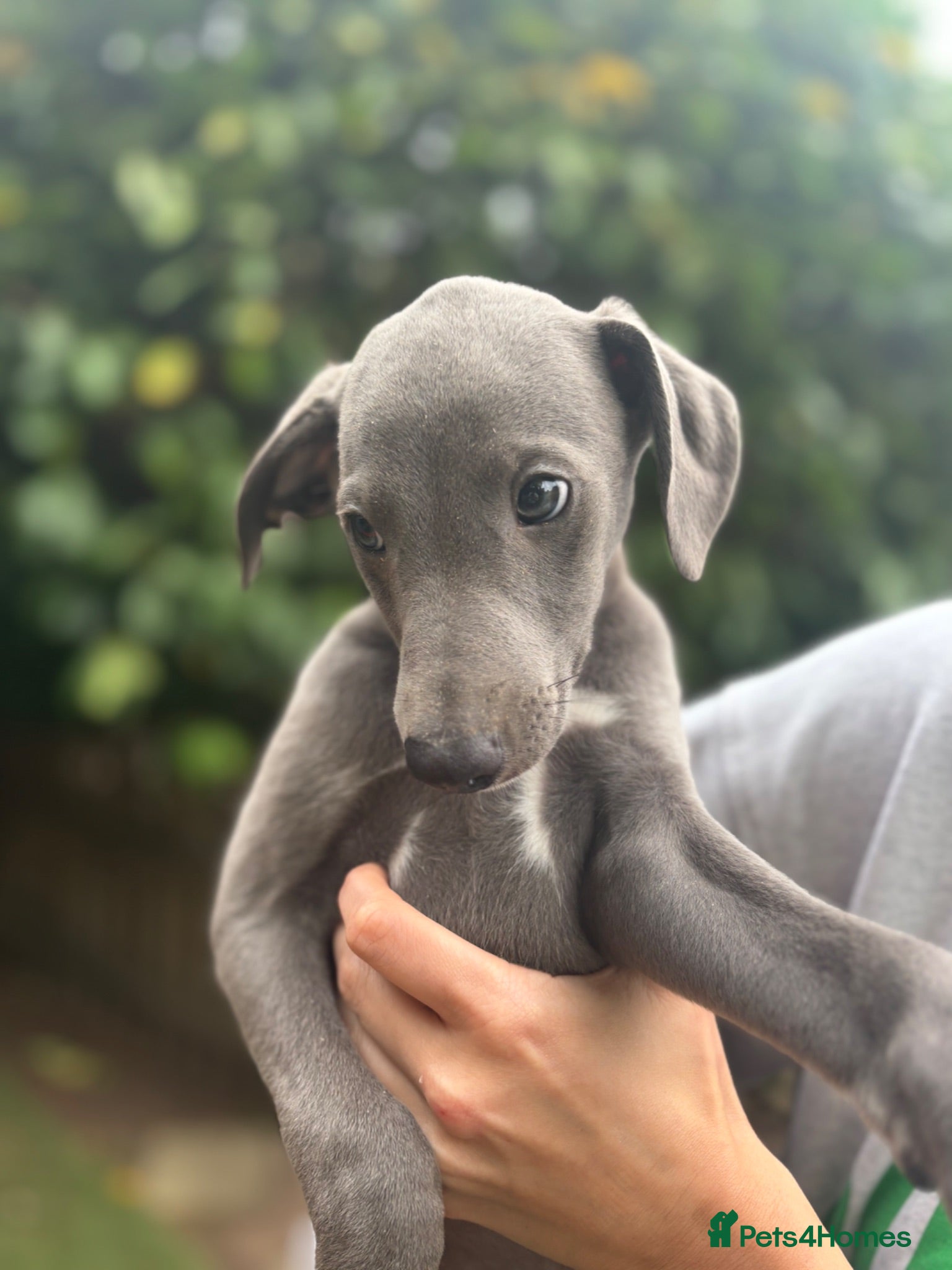 Whippet dogs KC registered Whippets health tested parents - Advert 2