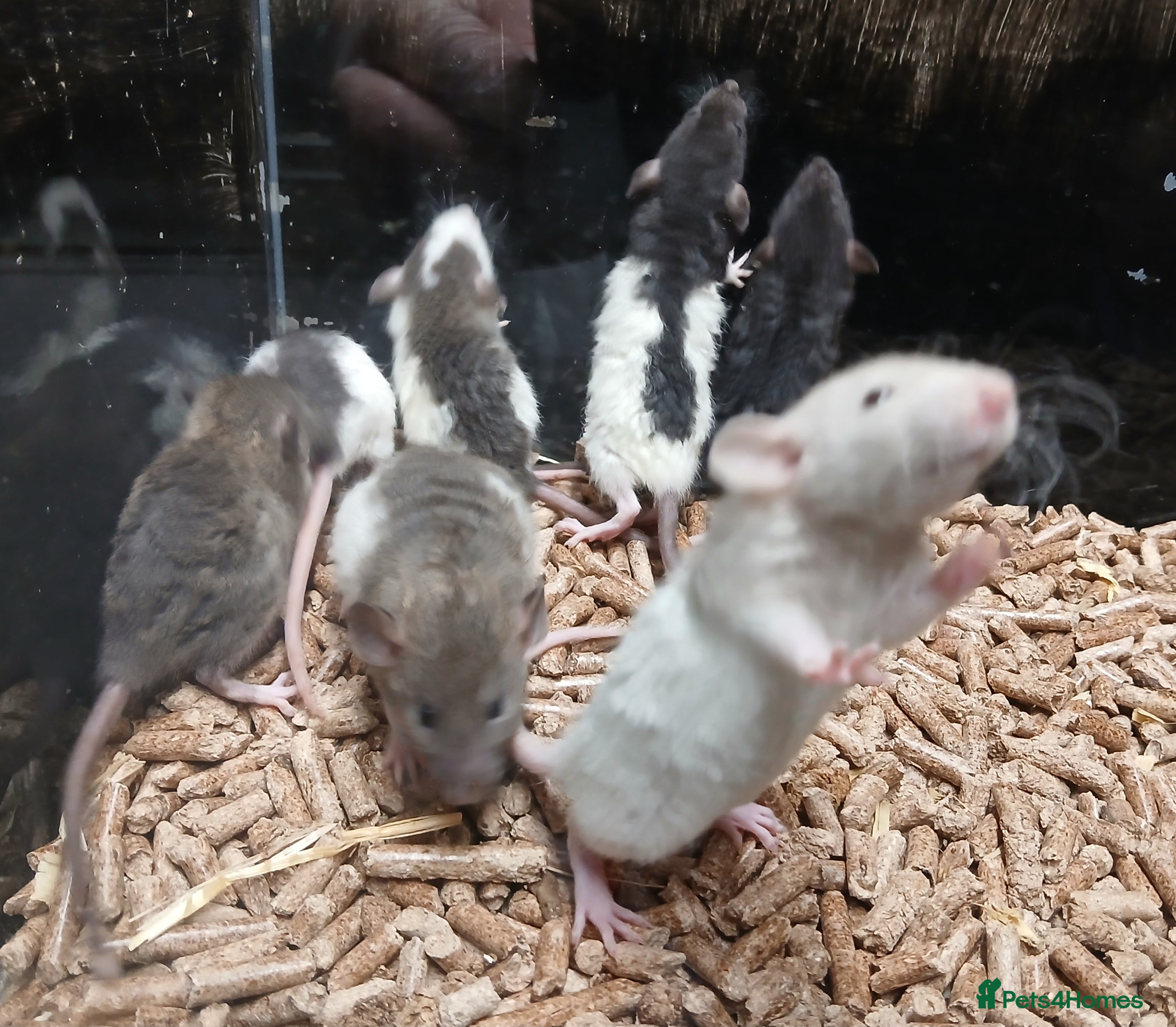 Rat rodents Baby Dumbo Rats Normal - Rex Furred  - Advert 6