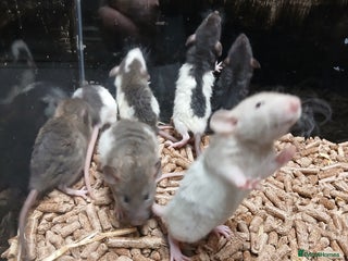 Rat rodents Baby Dumbo Rats Normal - Rex Furred - Advert 6