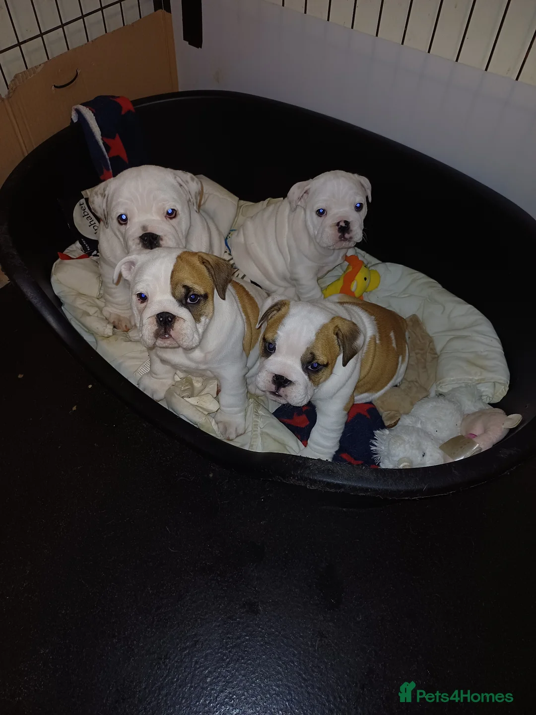 English Bulldog dogs for sale: Bulldog pups  - Advert 3