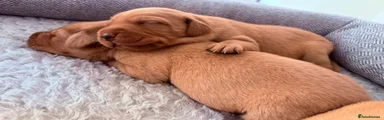 Labrador Retriever 3