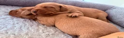Labrador Retriever dogs for sale: Health Tested IGL Champion Bred Labrador Puppies  - Advert 8