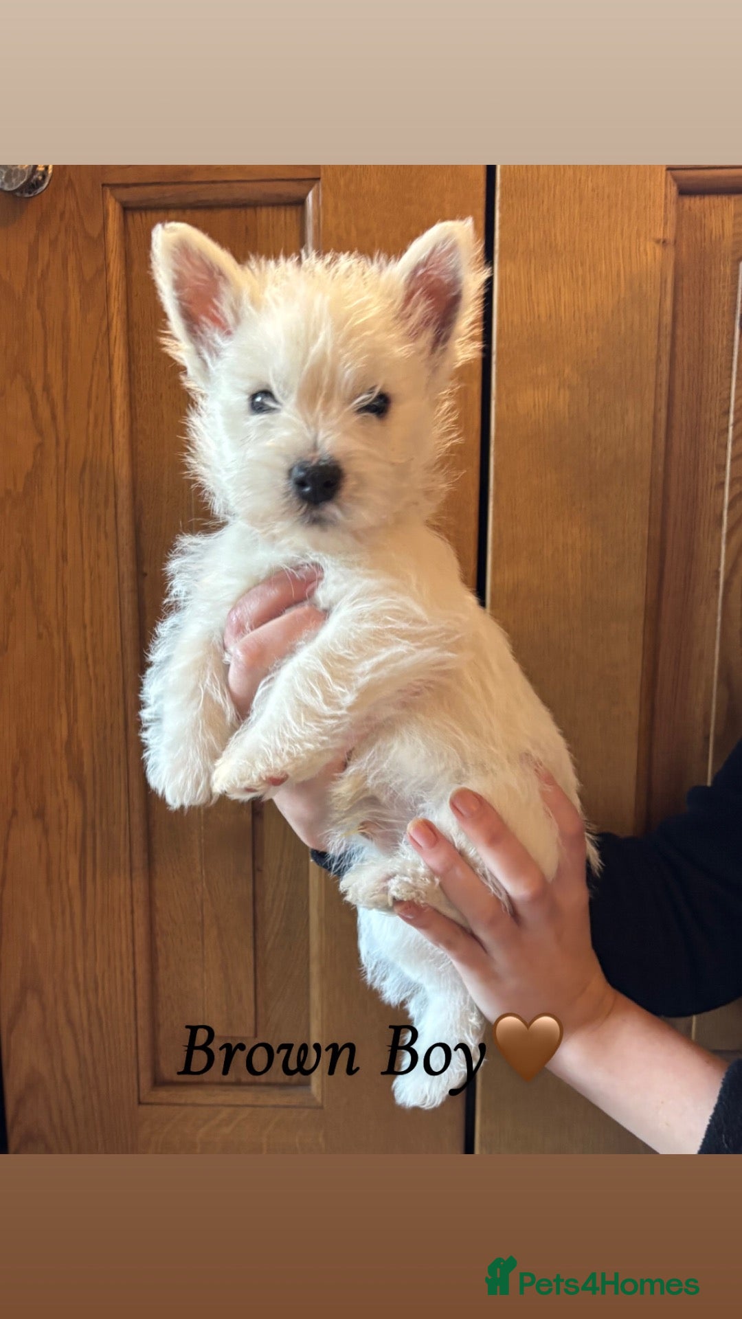 West Highland Terrier dogs 5 Gorgeous KC Registered West Highland Terriers - Advert 2