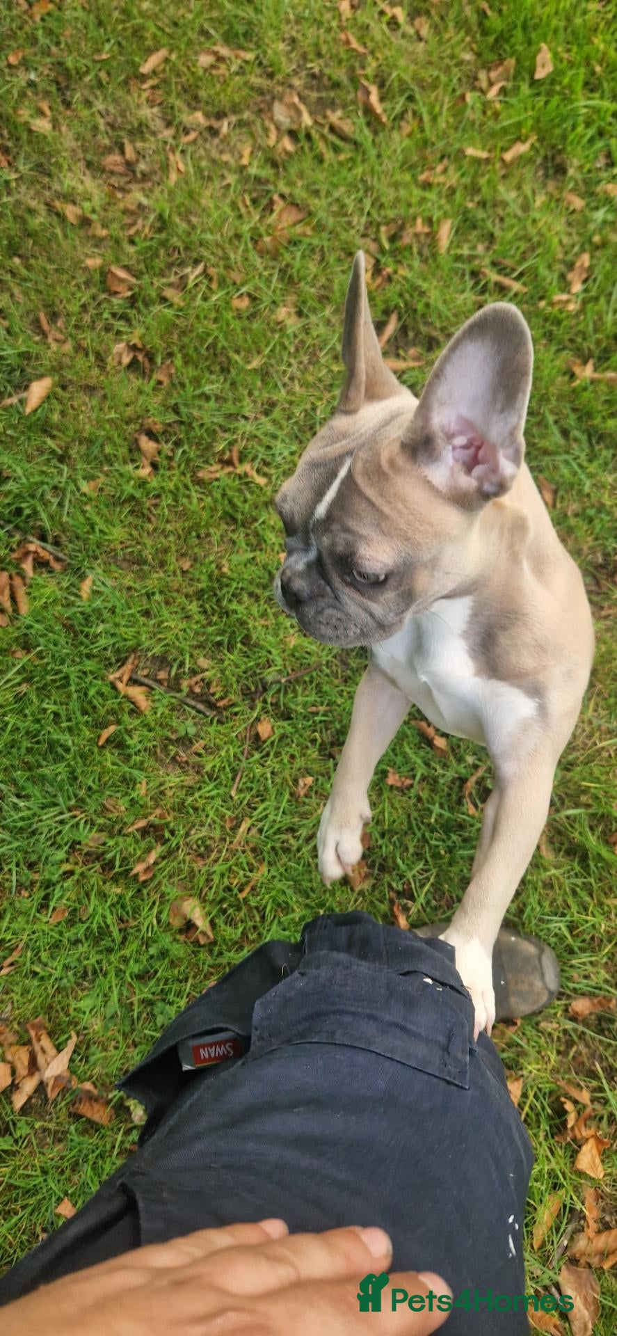 Frug dogs Back up here 1 girl 600 ONO - Advert 1